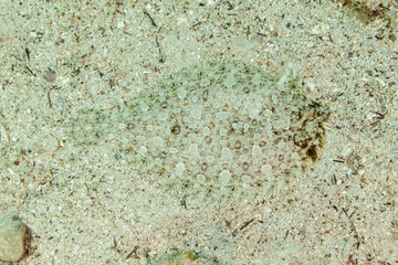 Flatfish are asymmetrical, with both eyes lying on the same side of the head