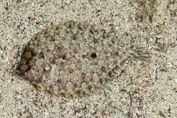 Flatfish are asymmetrical, with both eyes lying on the same side of the head