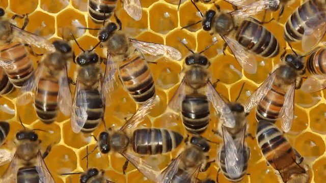 Each bee does some work. Now bees take nectar from honeycombs to transform it into honey.