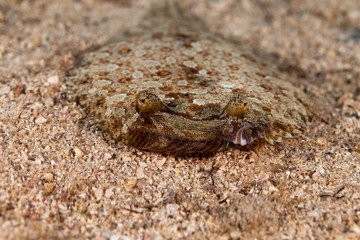 Flatfish are asymmetrical, with both eyes lying on the same side of the head