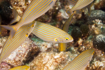 The dreamfish, salema, salema porgy, cow bream or goldline, Salema porgy, Sarpa salpa, is a species of sea bream