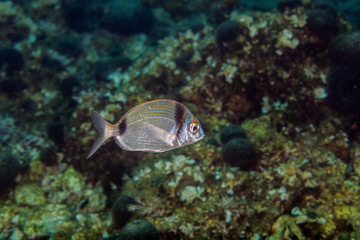 Obraz premium The common two-banded sea bream, Diplodus vulgaris is a species of seabream belonging to the family Sparidae