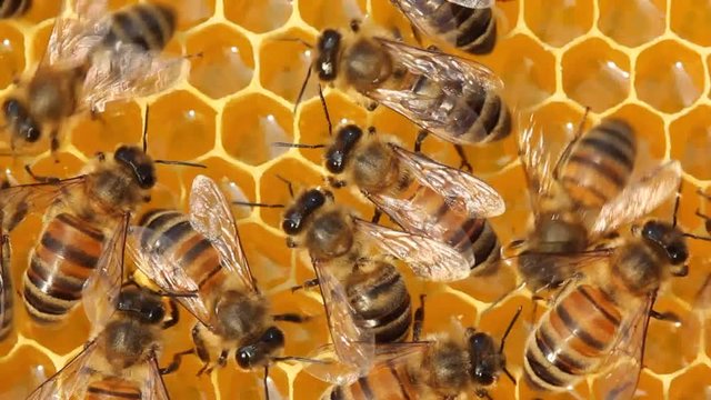 A bee takes nectar from honeycombs to convert it to honey.