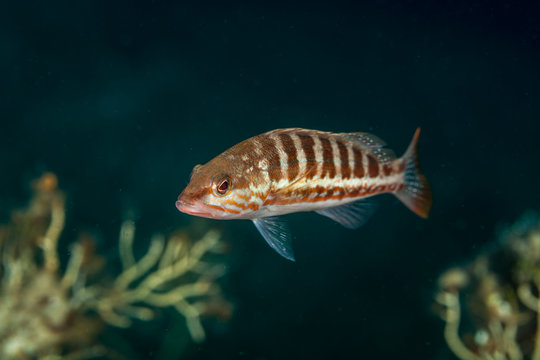 The comber (Serranus cabrilla) is a species of fish in the family Serranidae