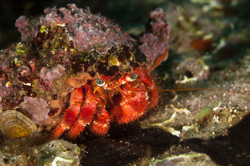 Big red hermit crab, Dardanus calidus