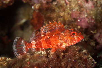 Fototapeta na wymiar Madeira rockfish, Scorpaena maderensis