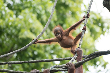 baby orangutan on a creeper
