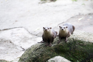 two otters on a stone