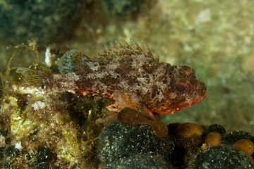 Small red scorpionfish, Scorpaena notata