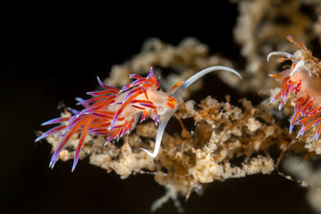 Tricolor nudibranch, Cratena peregrina