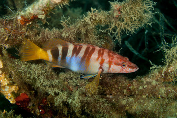 Painted comber, Serranus scriba