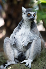 the lemur sits in the bushes © Artem
