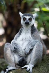 the lemur sits in the bushes © Artem