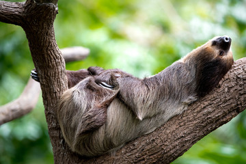 sloth lies on a tree - obrazy, fototapety, plakaty