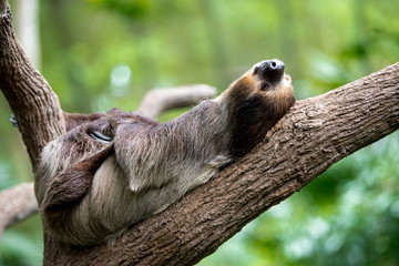 sloth lies on a tree