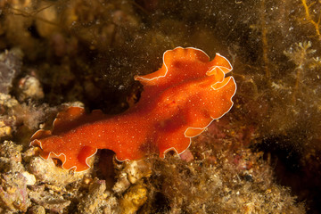 Flatworm, Dalmatia, Croatia