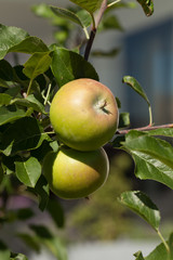 young apple growing on tree