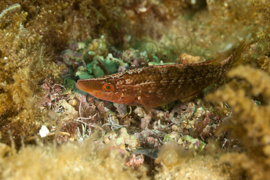 Pointed-snout wrasse, Symphodus rostratus