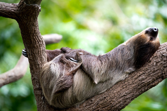 sloth lies on a tree