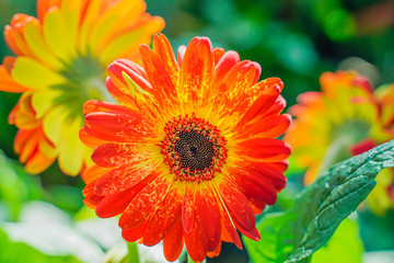 Red daisies, Bellis blossoms, perennis buds bloom in orange in the garden, it is a native in the southeast known as the close-up....