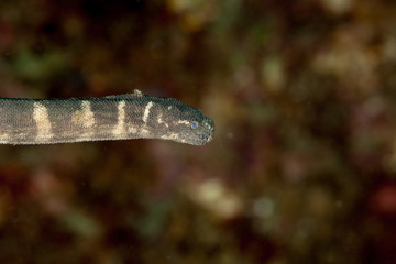Beaked sea snake, hook-nosed sea snake, common sea snake, or the Valakadyn sea snake, Enhydrina...