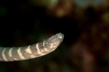 Beaked sea snake, hook-nosed sea snake, common sea snake, or the Valakadyn sea snake, Enhydrina schistosa