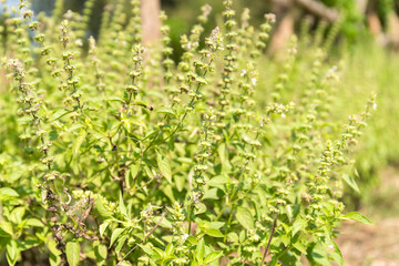 Ocimum or Basil plant in the garden