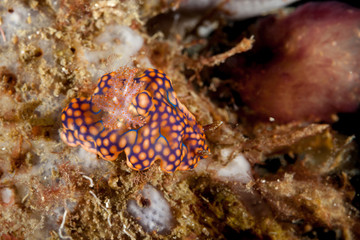 Miamira sinuata is a species of colorful dorid nudibranch, Ceratosoma sinuatum