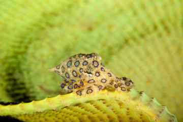Greater Blueringed Octopus Hapalochlaena lunulata