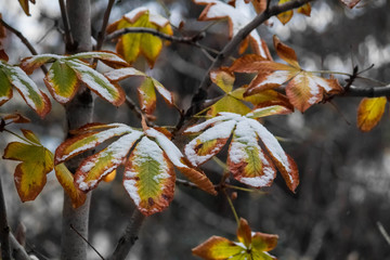 Chestnut leaves covered with a layer of snow and frost at the end of November