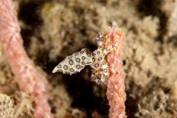 Greater Blueringed Octopus Hapalochlaena lunulata