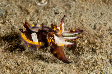 Flamboyant Cuttlefish, Metasepia pfefferi
