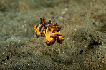 Flamboyant Cuttlefish, Metasepia pfefferi