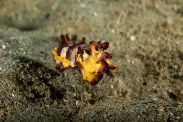 Flamboyant Cuttlefish, Metasepia pfefferi