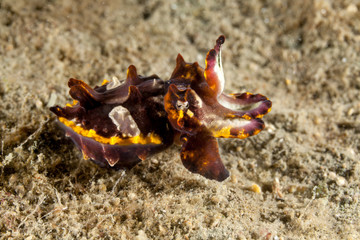 Flamboyant Cuttlefish, Metasepia pfefferi