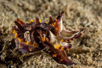 Flamboyant Cuttlefish, Metasepia pfefferi