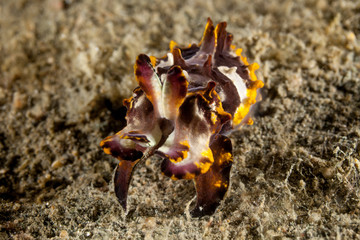 Flamboyant Cuttlefish, Metasepia pfefferi