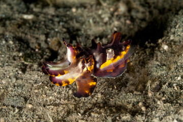Flamboyant Cuttlefish, Metasepia pfefferi