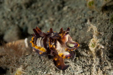 Flamboyant Cuttlefish, Metasepia pfefferi