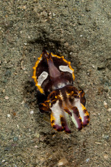 Flamboyant Cuttlefish, Metasepia pfefferi