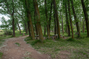 Fototapeta premium Forest in the village of Valvona de Teruel