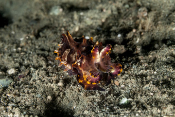 Flamboyant Cuttlefish, Metasepia pfefferi