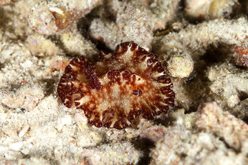 Sea slug, Discodoris boholiensis,known commonly as the Bohol discodoris