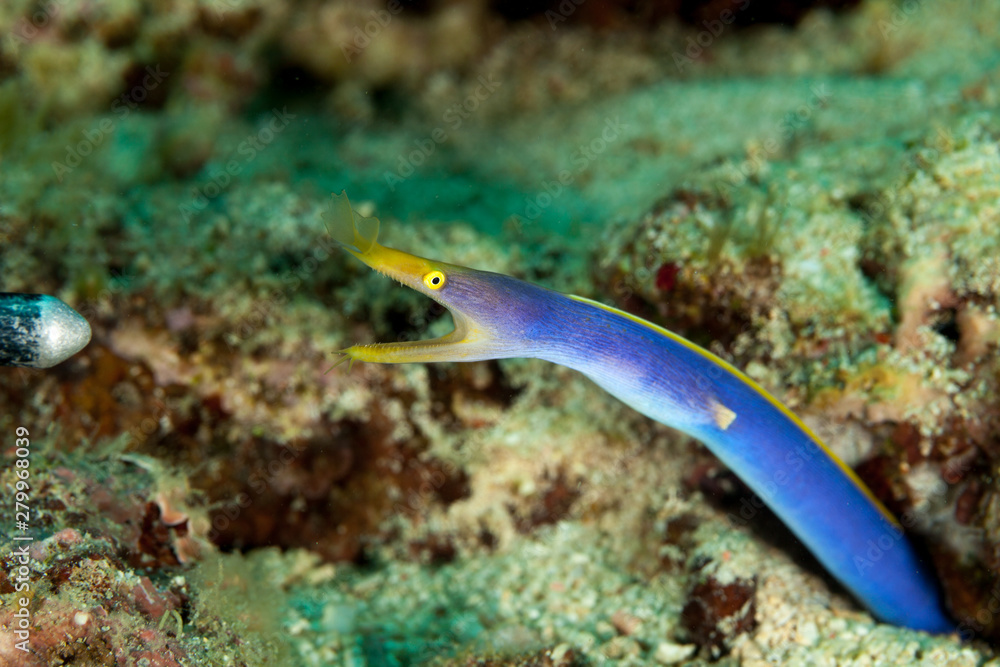 Wall mural blueribbon eel (male) - rhinomuraena quaesita