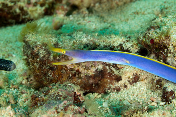 BlueRibbon Eel (male) - Rhinomuraena quaesita