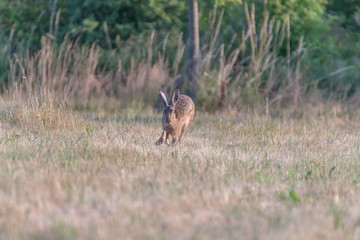 brown hare in the grass