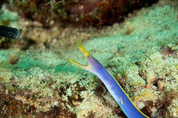 BlueRibbon Eel (male) - Rhinomuraena quaesita