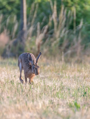 brown hare in the grass