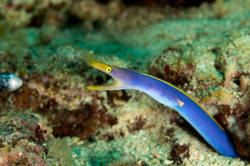 BlueRibbon Eel (male) - Rhinomuraena quaesita