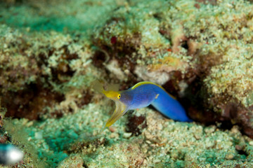 BlueRibbon Eel (male) - Rhinomuraena quaesita